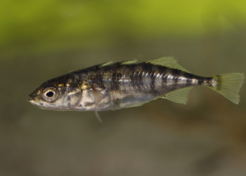 Dreistacheliger Stichling (Gasterosteus aculeatus) - © Gernot Kunz